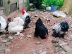 Cochin Hens