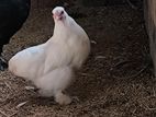 Cochin Hen