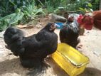 Cochin Hens