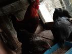 Cochin Hens