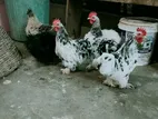 Cochin Roosters