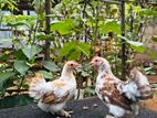 Cochin Tri Color Bantam