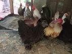 Japanese Bantam