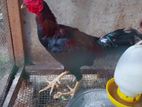 Cockerel