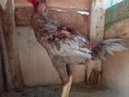 Farm Cockerel