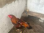 Cockerel