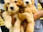 Cockapoo Puppies