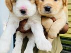 Cockapoo Puppies