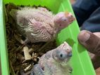 Cockatail Baby Birds