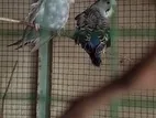 Cockatail Bird