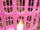 Cockatiel Bird