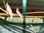 Cockatiel Birds with Cage