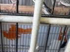 Cockatiel Birds