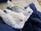 Cockatiel Birds