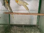 Cockatiel Birds