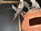 Cockatiel Birds