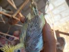 Cockatail Birds