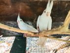 Cockatiel Bird