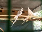 Cockatiel Bird