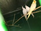 Cockatiel Breeding Pair