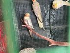 Cockatail Breeding Pair / Chick