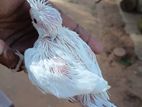 cockatail hand feed chiks