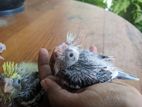 cockatail hand tamed chiks