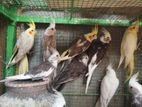 Cockateal Birds