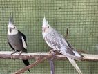 Cockatiel Pair