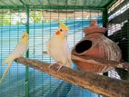 Cockatiel Birds