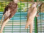 Cockatiel Birds