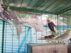 Cockatel birds