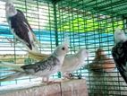 Cockatel Birds