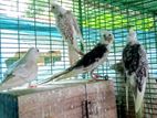 Cockatiel Birds