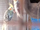 Cockatiel Bird