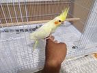 Cockatial Birds