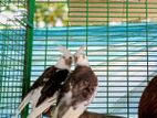 Cockatial Birds