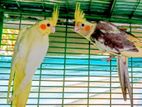 Cockatial birds