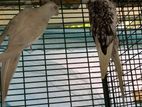 Cockatial birds