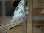 Cockatiel Birds