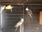 Cockatiel Bird