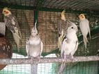 Cockatiel Birds