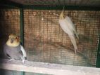 Cockatiel Birds
