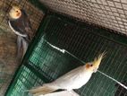 Cockatiel Birds