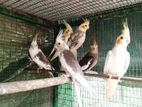 Cockatiel Birds