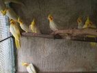 Cockatiel Birds