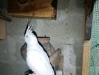 Cockatiel Bird