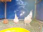 Cockatiel Albino