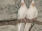 Cockatiel Albino Birds