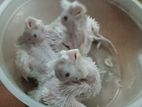 Cockatiel Albino Red Eye Chicks